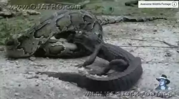 Terrifying Moment Giant Python Eats Crocodile Alive (Watch Video)